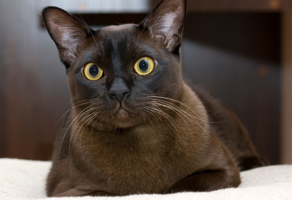 Catnip Haven - Burmese Cat staring