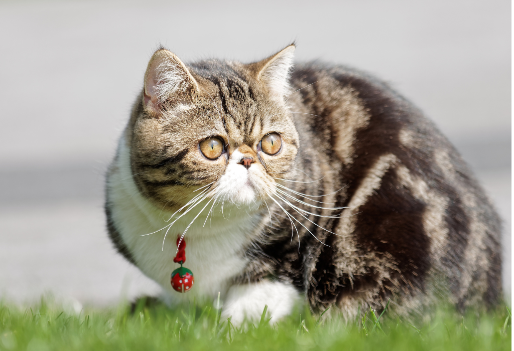 Catnip Haven - Exotic Shorthair on the grass