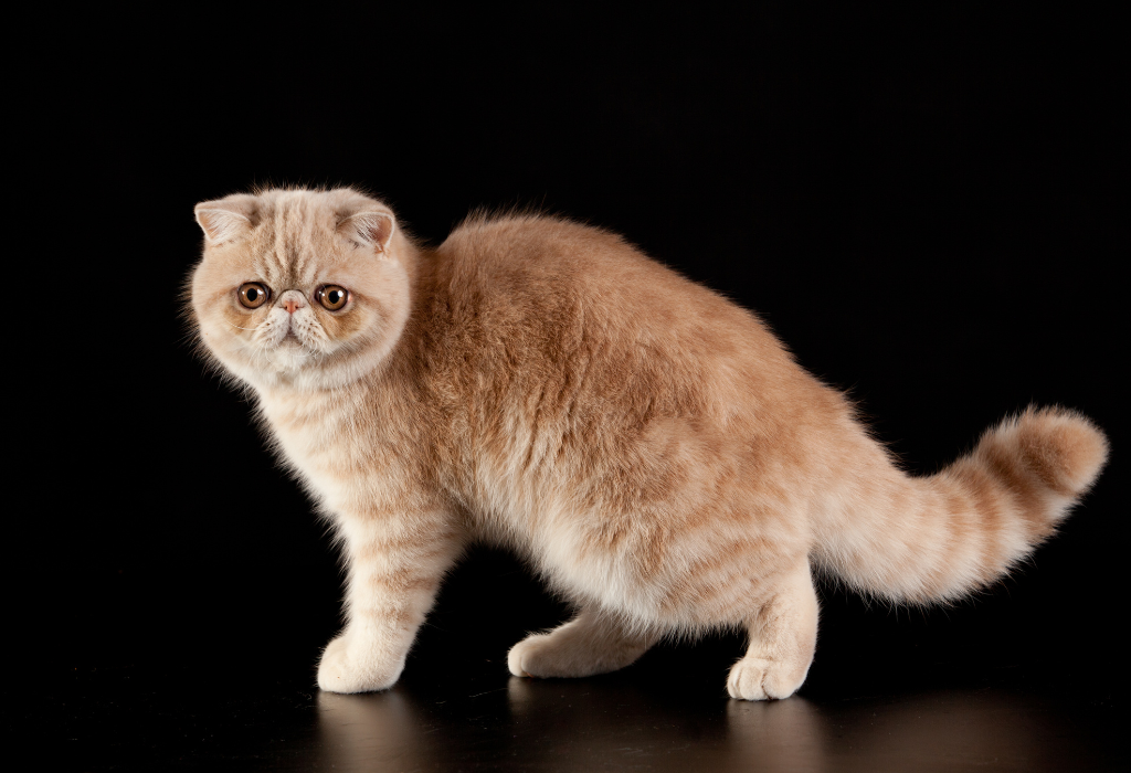 Catnip Haven - Exotic Shorthair posing