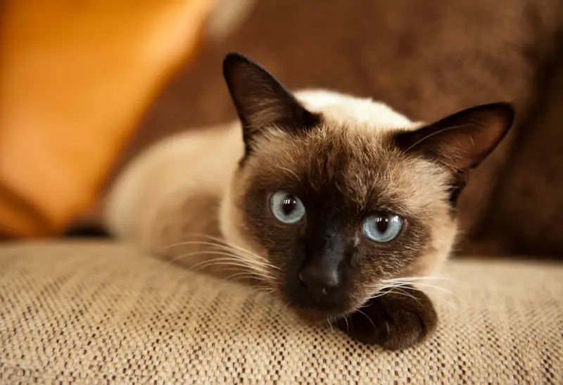 Catnip Haven - Siamese cat chilling on the couch