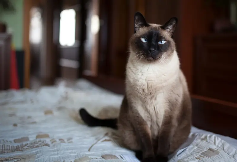 Catnip Haven - Siamese cat sitting on the bed