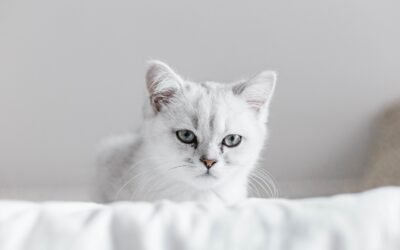 1000+ Cat Names: The Ultimate Guide to Finding the Perfect Moniker for Your Feline Friend