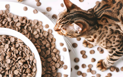 9 Expert Tips for Choosing the Best Cat Food in the Philippines
