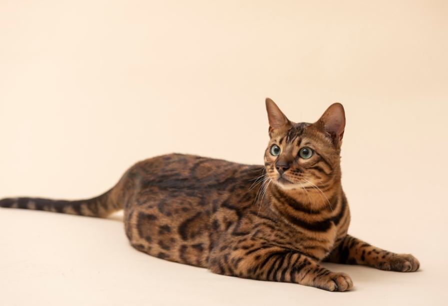 Catnip Haven - Bengal Cat Chilling