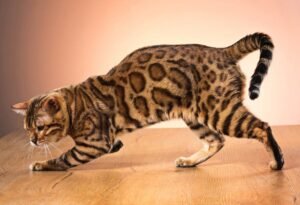 Catnip Haven - Most Expensive Cat Breeds in Philippines - Bengal Cat Playing