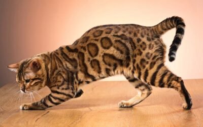 8 Jaw-Dropping Most Expensive Cat Breeds: Luxury Felines Captivating the Philippines