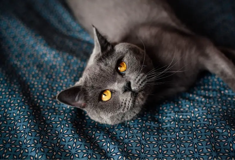 Catniphaven - British Shorthair Chilling