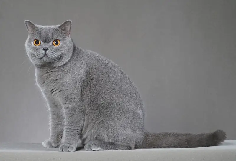 15 Cutest Cat Breeds in the Philippines That Will Melt Your Heart