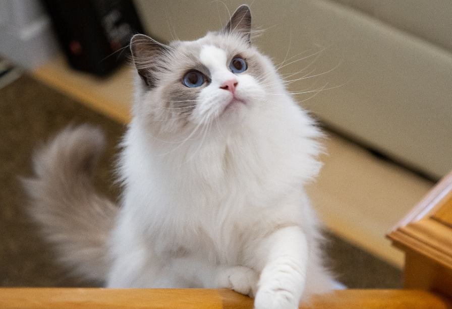 Catnip Haven - Most Expensive Cat Breeds in Philippines - Curious Ragdoll Cat