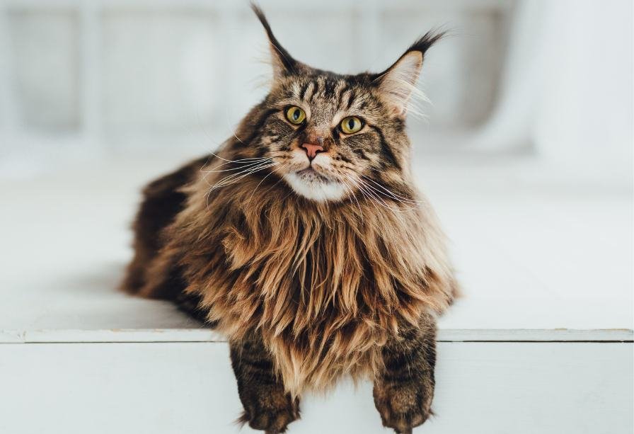 Catnip Haven - Maine Coon Cat sitting