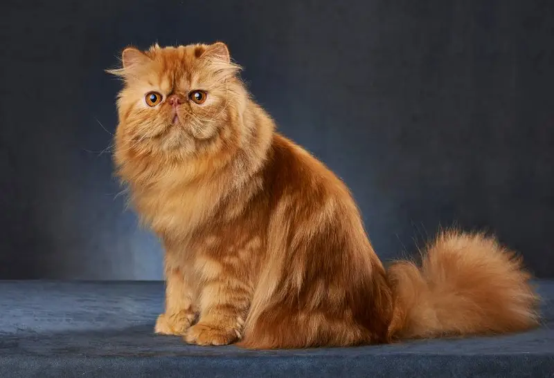 Catnip Haven - Most Expensive Cat Breeds in Philippines - Persian Cat Sitting