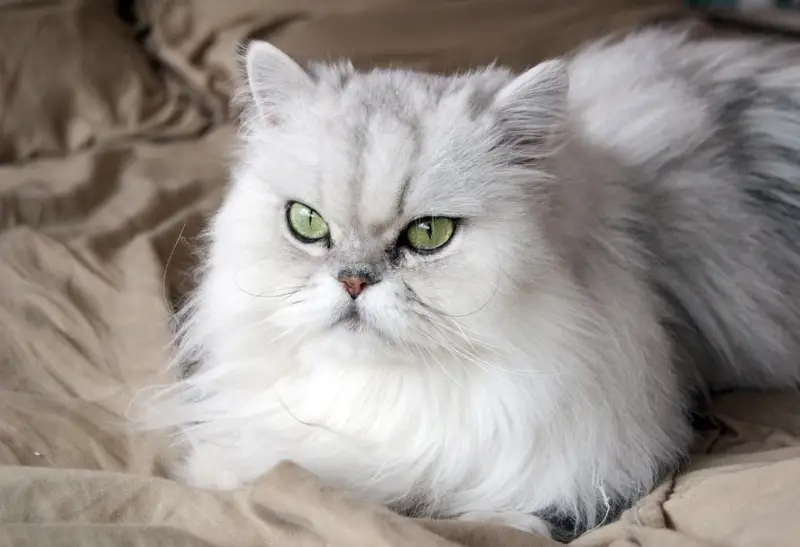 Catniphaven - Persian Cat Chilling