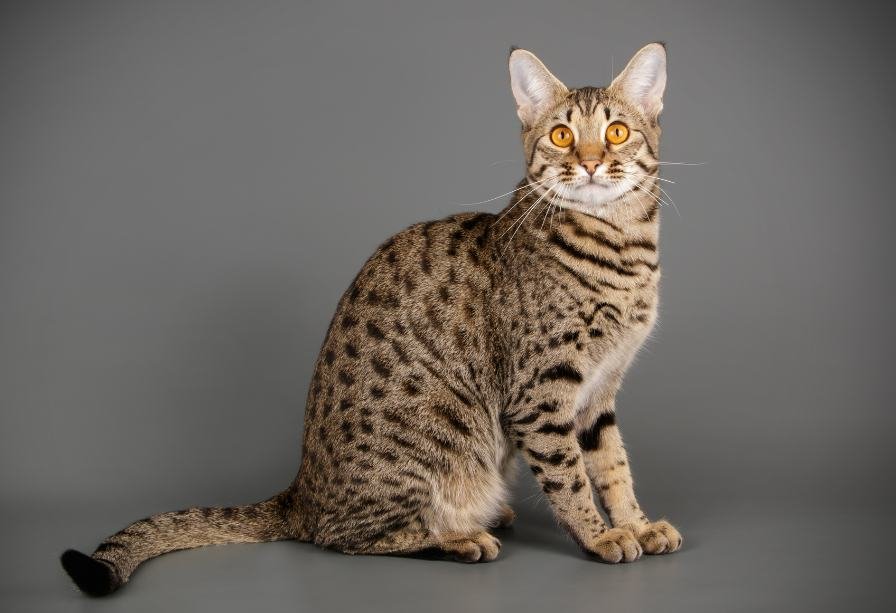 Catnip Haven - Most Expensive Cat Breeds in Philippines - Savannah Cat Sitting