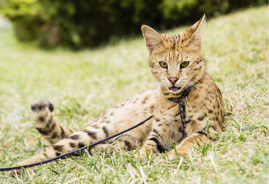 Catnip Haven - Most Expensive Cat Breeds in Philippines - Savannah Cat on the grass