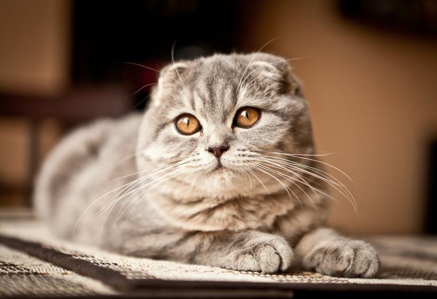 Catnip Haven - Most Expensive Cat Breeds in Philippines - Scottish Fold Cat chilling