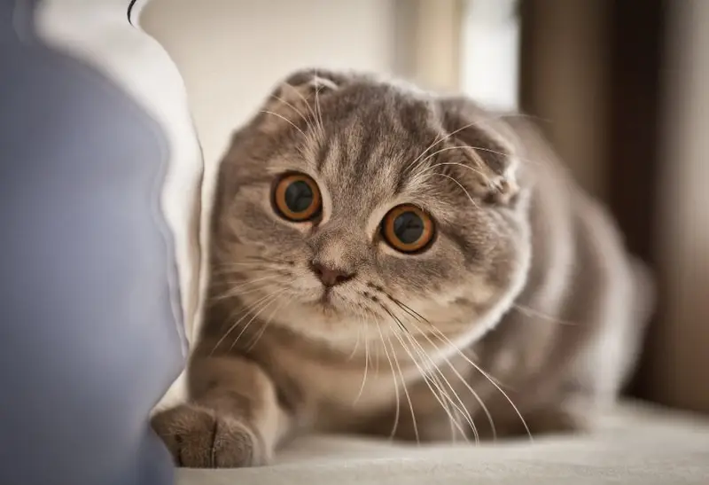 Catnip Haven - Most Expensive Cat Breeds in Philippines - Scottish Fold Cat curious