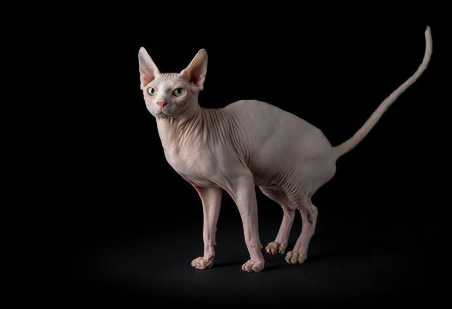 Catnip Haven - Sphynx Cat Posing