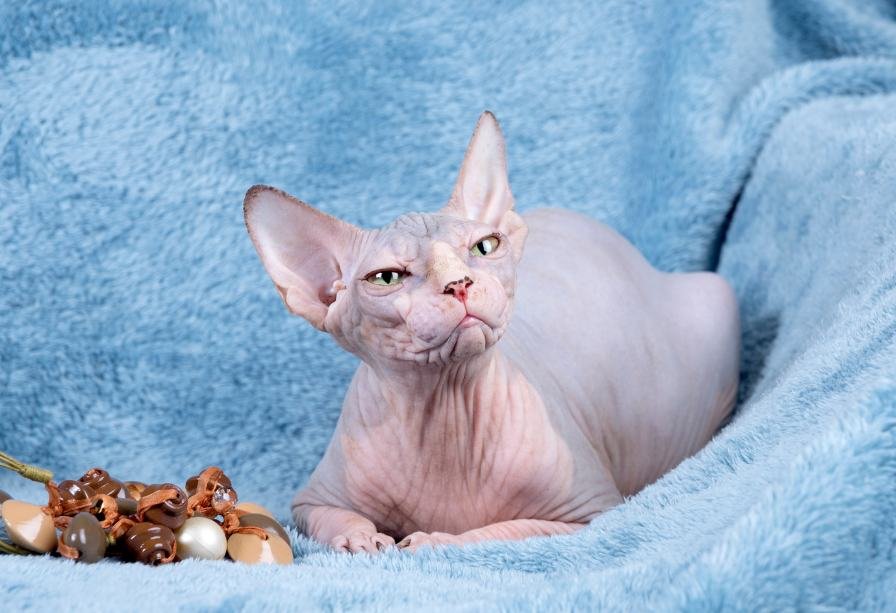 Catnip Haven -  Sphynx Cat chilling on the couch