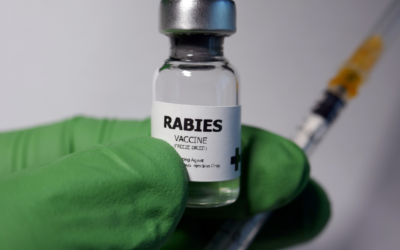 7 Shocking Signs of Rabies In Cats: How to Know if a Cat Has Rabies