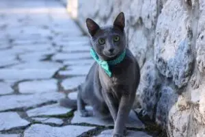 Catniphaven - Russian Blue Outdoor