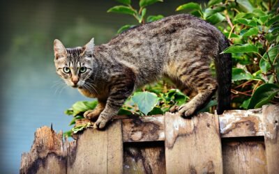 7 Fascinating Cat Breeds in the Philippines: A Purr-fect Guide