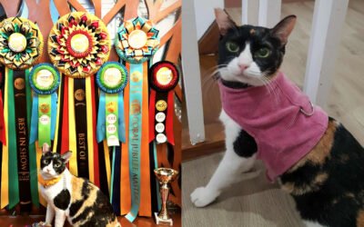 10 Extraordinary Facts About Puspin: The Resilient Pride of Philippine Cats